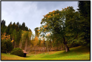 Let’s Tree-t it Right- The Origin of Hardwood Floors and their Care