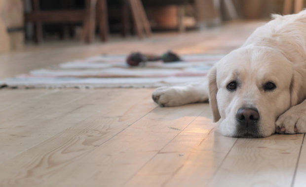 White Dog On Hardwood Floor - Oak And Broad